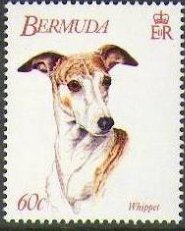 Stamp, Whippet, Bermuda,  , Dogs, Animals (Fauna)