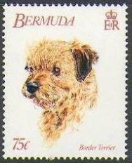 Border terrier