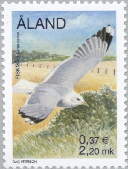 Mew Gull (Larus canus)