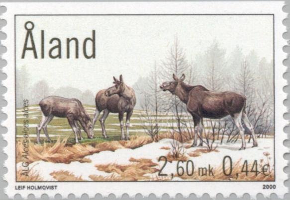 Eurasian elk (Alces alces)