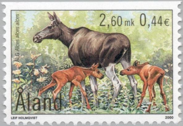 Eurasian elk (Alces alces)
