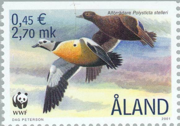 Steller's Eider (Polysticta stelleri)