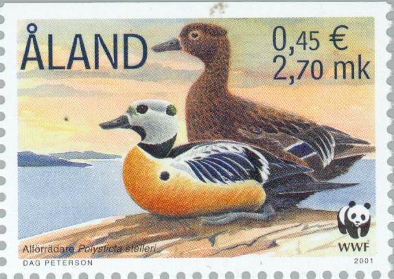 Steller's Eider (Polysticta stelleri)