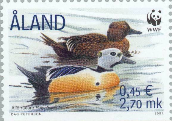 Steller's Eider (Polysticta stelleri)