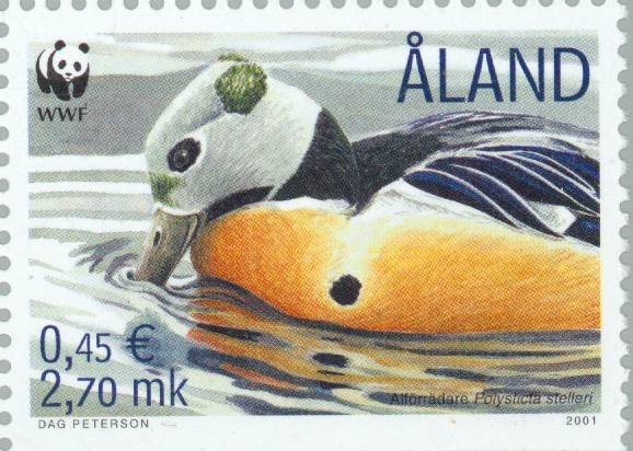 Steller's Eider (Polysticta stelleri)
