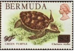 Green Sea Turtle (Chelonia mydas) - Overprinted