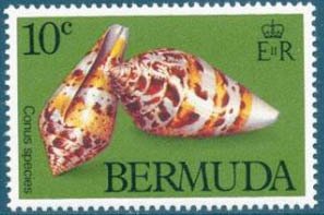 (Conus sp.)