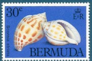 (Sconsia striata)