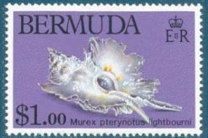 Stamp, (Murex pterynotus lightbourni), Bermuda,  , Shells