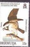 Osprey (Pandion haliaetus)
