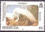 Great Egret (Casmerodius alba)