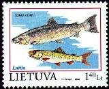 Atlantic Salmon (Salmo salar)