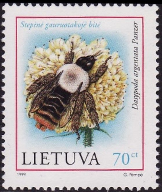 Bee (Dasypoda argentata)