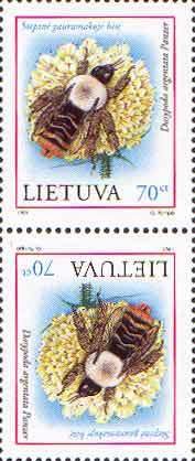 Bee (Dasypoda argentata)
