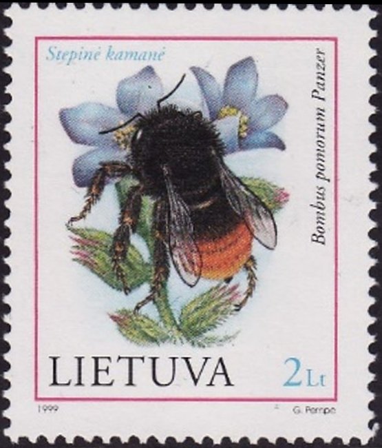 Apple Bumblebee (Bombus pomorum)