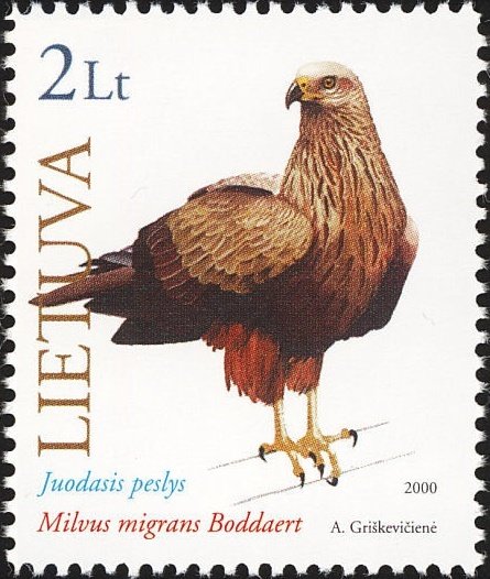 Black kite (Milvus migrans)