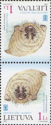 Grey Seal (Halichoerus grypus)