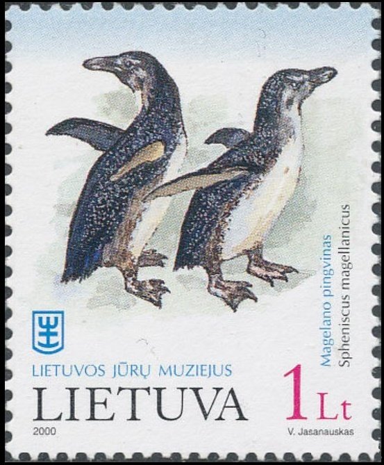 Magellanic Penguin (Spheniscus magellanicus)