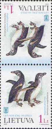Magellanic Penguin (Spheniscus magellanicus)