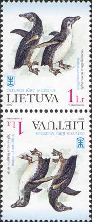 Magellanic Penguin (Spheniscus magellanicus)