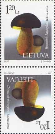 Bronze boletus (boletus aereus)