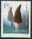 Morel (Morchella elata)