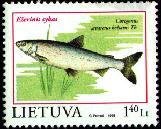 Stamp, Common Whitefish (Coregonus lavaretus), Lithuania,  , Fishes