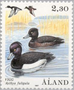 Stamp, Tufted Duck (Aythya fuligula), Åland Islands,  , Birds, Ducks, Animals (Fauna)