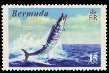 Wahoo (Acanthocybium solandri)