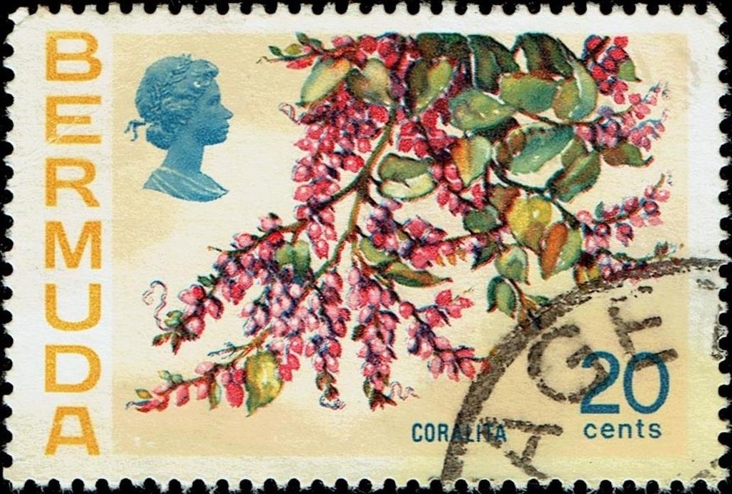 Coralita