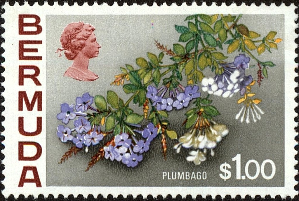Plumbago