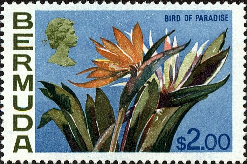 Bird-of-paradise flower