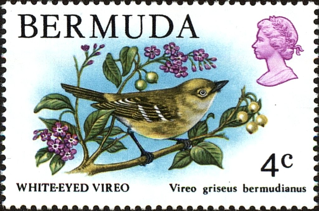 Bermuda White-eyed Vireo (Vireo griseus bermudianus)