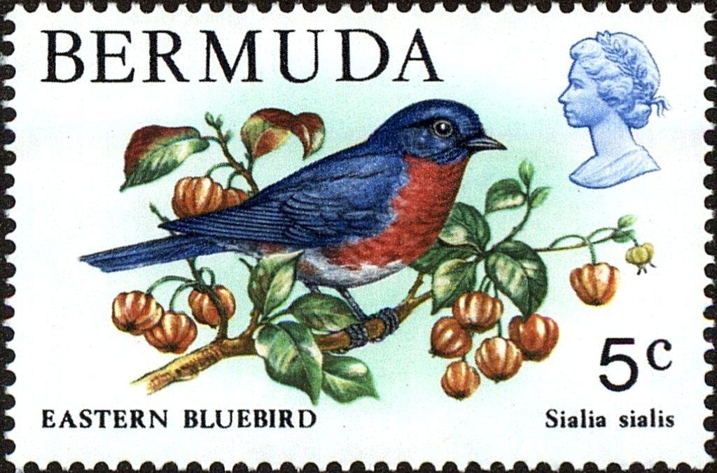 Eastern Bluebird (Sialia sialis)
