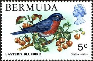 Stamp, Eastern Bluebird (Sialia sialis), Bermuda,  , Birds, Animals (Fauna)