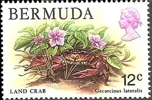 Bermuda Land Crab (Gecarcinus lateralis) 