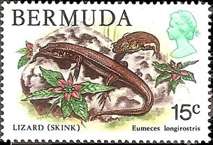 Longnose Skink (Eumeces longirostris) 