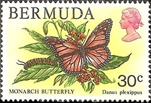 Monarch Butterfly (Danaus plexippus)