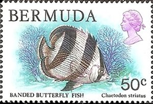 Stamp, Banded Butterflyfish (Chaetodon striatus), Bermuda,  , Animals (Fauna), Fishes