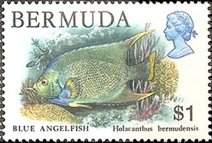 Bermuda Blue Angelfish (Holacanthus bermudensis)