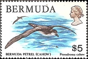 Bermuda Petrel (Pterodroma cahow)