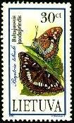 Moth (Baptria tibiale)