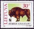 European Bison (Bison bonasus)