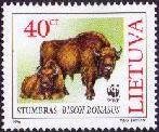 European Bison (Bison bonasus)