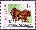 European Bison (Bison bonasus)