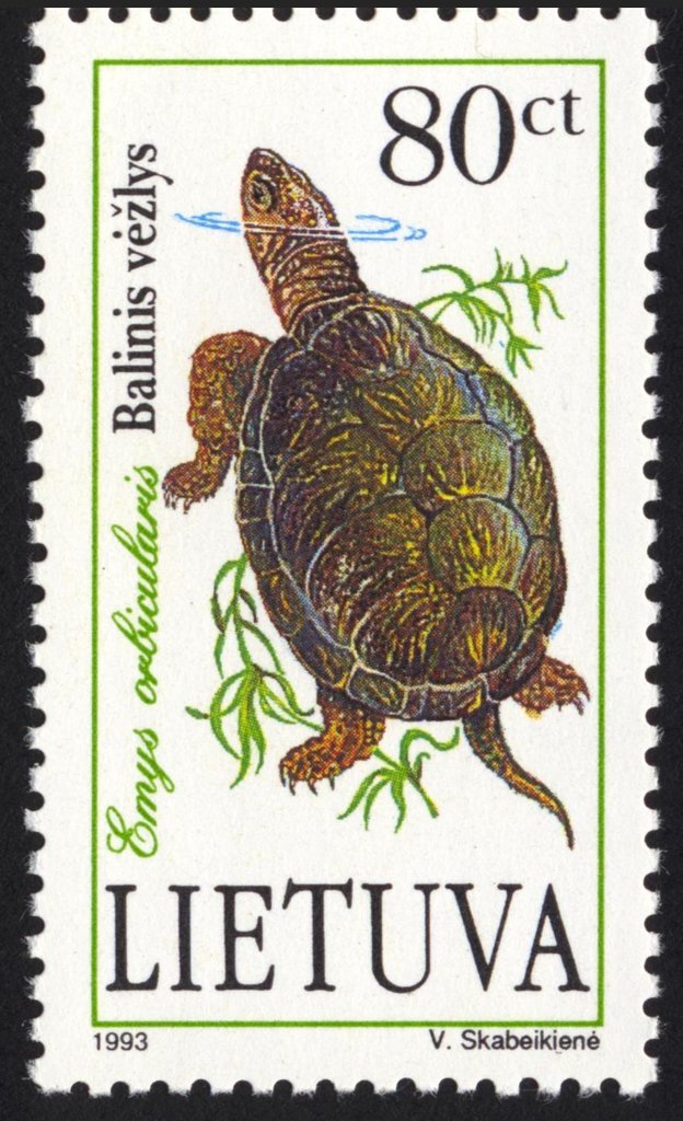 European Pond Turtle (Emys orbicularis) 