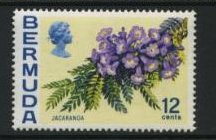 Jacaranda