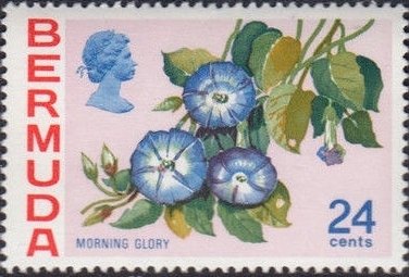 Morning glory