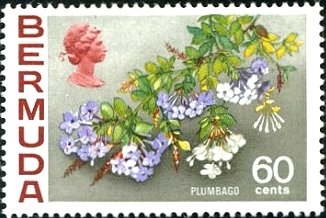 Plumbago
