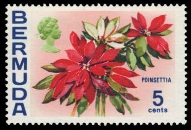 Poinsettia